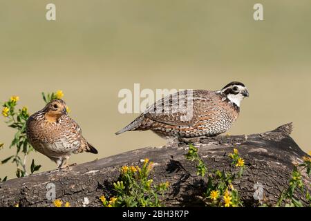 Northern Bobwhite (Colinus virginianus), Laguna Seca Ranch, Rio Grande Valley, Texas, USA