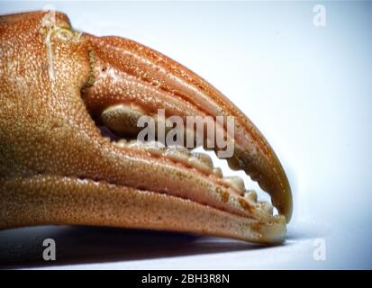 close up of crab claw in macro Stock Photo