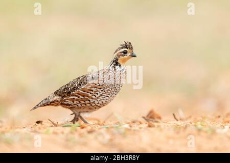 Northern Bobwhite (Colinus virginianus), Laguna Seca Ranch, Rio Grande Valley, Texas, USA Stock Photo