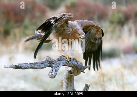 Young Spanish imperial eagle, Aquila adalberti Stock Photo