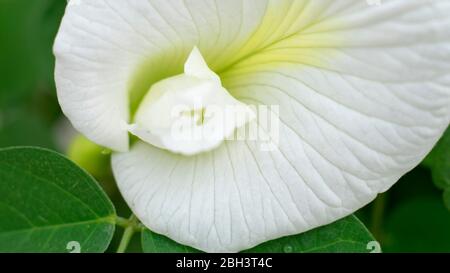 White Clitoria ternatea aparajita flower closeup Stock Photo