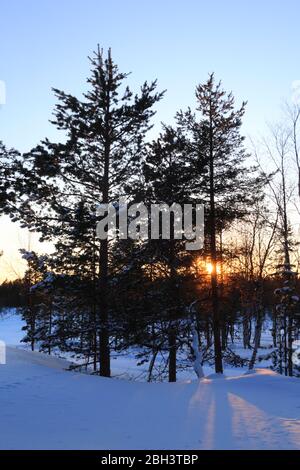 Pine trees in an arctic landscape in Finland at sunset with snow on the ground and some of the tree branches beneath a clear blue sky Stock Photo