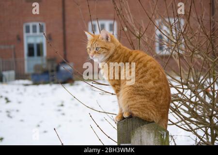 A ginger cat against a blurred snowy background Stock Photo