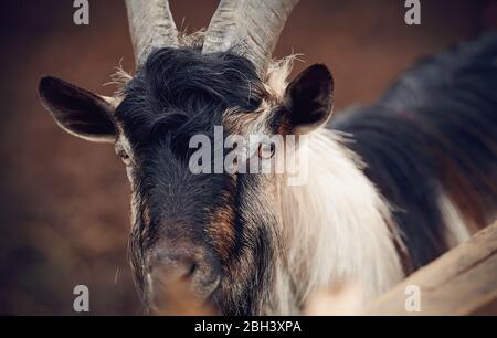 Portrait of a goat of multicolored colour behind the fence. Stock Photo