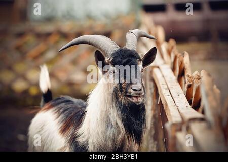 Portrait of a goat of multicolored colour behind a fence in a cattle yard. Stock Photo