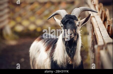 Portrait of a goat of multicolored colour behind a fence in a cattle yard. Stock Photo