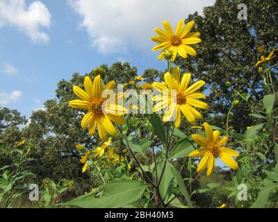 Sunchokes, also called Jerusalem artichokes, blooming in a pasture in late summer, sunflowers, yellow flowers Stock Photo