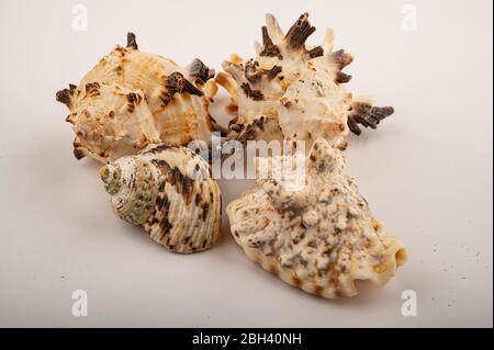 Different seashells on a white background. Close up Stock Photo