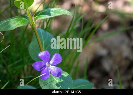 the purple flowers of the large-leaved evergreen glow in the sun Stock Photo