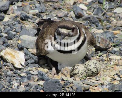 A bird in the plover family, a killdeer, guards her eggs in her nest on the edge of a rural gravel road Stock Photo