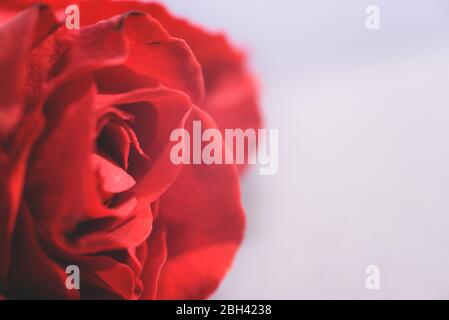 Macro view of part of a beautiful red rose on the light background. Space for text. Stock Photo