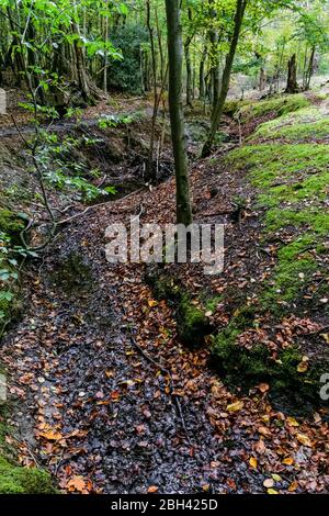 Stream in Epping Forest, Essex, England, United Kingdom UK Stock Photo
