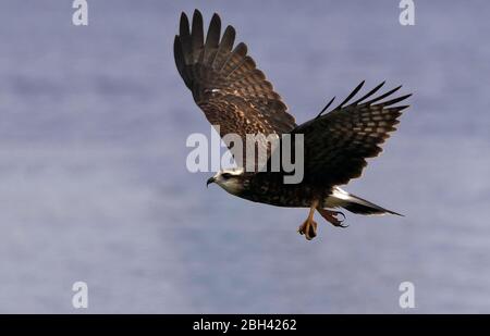 photo of a Snail Kite flying with a snail in its paw Stock Photo