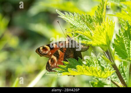 Peacock butterfly (Aglais io) ovipositing (laying eggs) on the larval foodplant stinging nettle (Urtica dioica) during April, UK