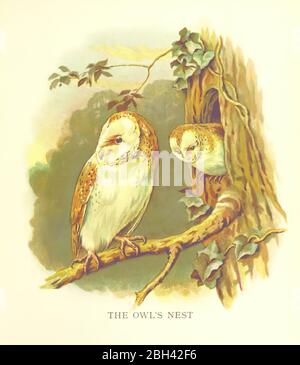 Victorian book cover page Stock Photo