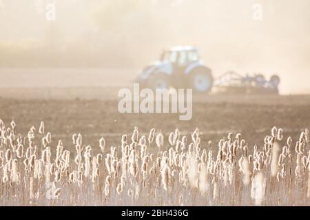 A tractor ploughing a field in Spring, with bulrush seed heads catching the evening light in the English countryside. Stock Photo