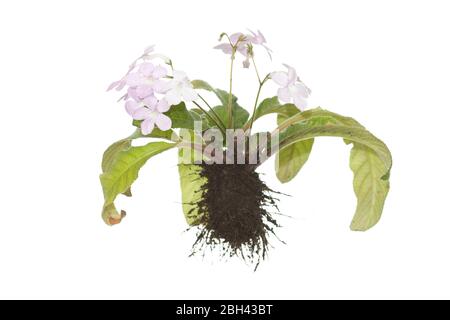 Whole flowering Streptocarpus plant with roots on isolated white background Stock Photo