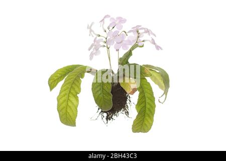 whole flowering streptocarpus plant with roots on isolated white background Stock Photo