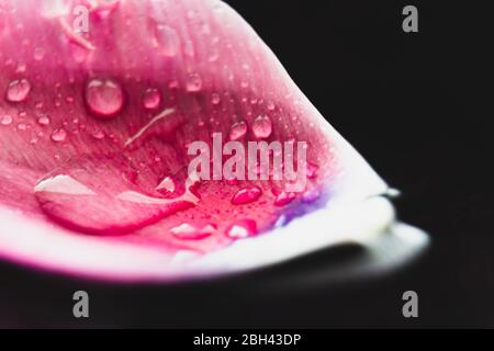 A close up of a fringed tulip petal on a black background. The petal is covered with water droplets bringing out the texture of the petal. Stock Photo