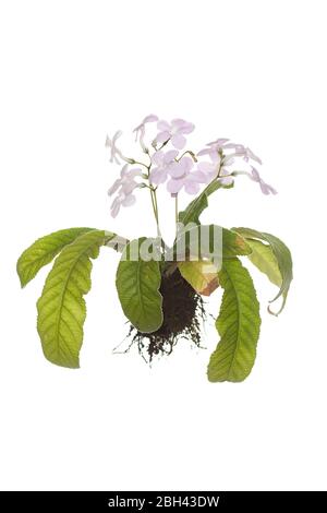Whole Streptocarpus plant with roots on isolated white background Stock Photo