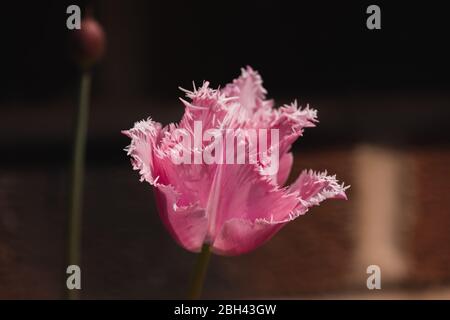 A pink fringed tulip head on a out of focus brick wall background Stock Photo