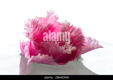 A close up of a pink fringed tulip flower on a white background. This close up shows the delicate fringing on the petals. Stock Photo