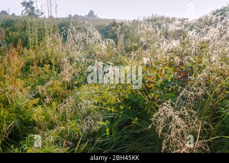 morning dew on the grass, dew drops on the cobwebs in the meadow Stock Photo