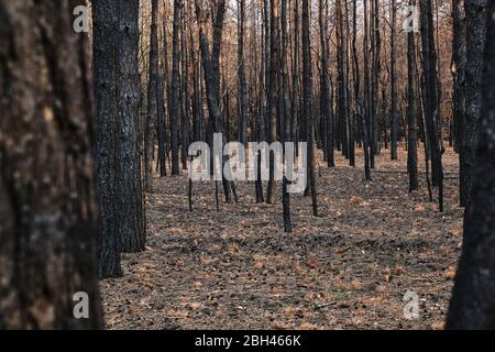 Burned forest, charred trees, forest fires and environmental disaster Stock Photo