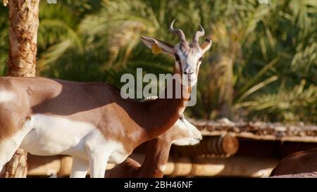 Gazelle in the zoo of the arab emirates.