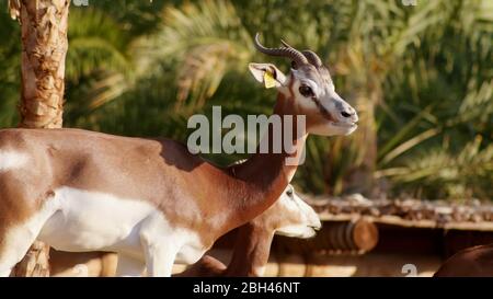 Gazelle in the zoo of the arab emirates. Stock Photo