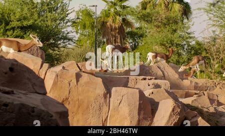 Gazelle in the zoo of the arab emirates. Stock Photo