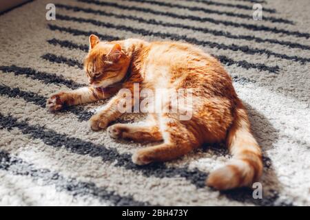 Ginger cat lying on floor carpet at home. Pet cleaning itself licking hair. Animal feeling comfortable and safe Stock Photo