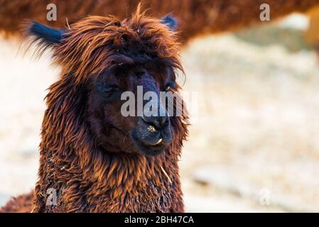 Peruvian Llama. Farm of llama,alpaca,Vicuna in Peru,South America. Andean animal.Llama is South American camelid. Stock Photo