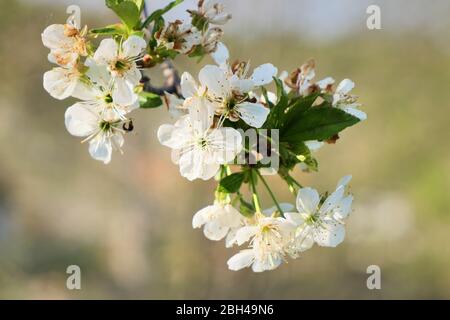 Sour cherry flower in spring season Stock Photo