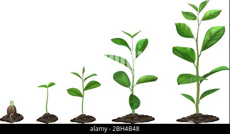 Realistic plant growth stages. Young seed growing in ground, green plants in soil, spring sprout blooming stage, isolated vector illustration set. Ger Stock Vector