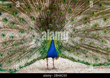 Close up male peacock with fully unfolded feathers of his tail. Stock Photo