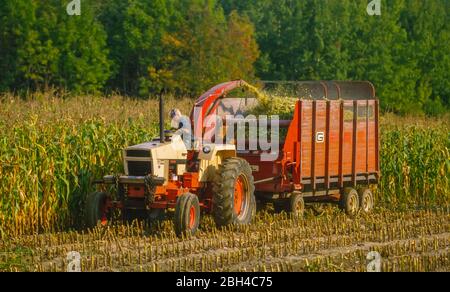 OSWEGO COUNTY, NEW YORK, USA, SEPTEMBER 1985 - Farmer on tractor chopping feed corn in field. Stock Photo