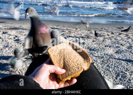 A pigeon at the beach is sitting on a ladies knee as she offers it a piece of bread. There is blurred motion in this image. Stock Photo