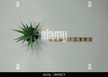 The word gratitude written in wooden letter tiles on a white background.  Concept grateful, thankful, happiness, and love. Stock Photo