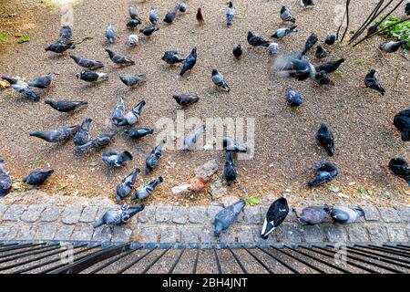 Above high angle view of many pigeon birds by fence in London England UK St James park during day Stock Photo
