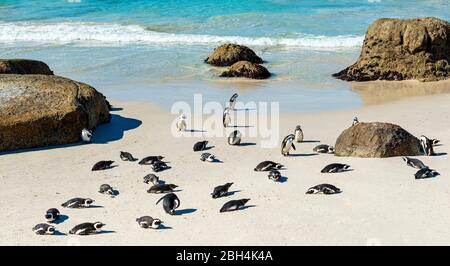 Rock boulders and African or Jackass Penguins (Spheniscus Demersus) on the famous Boulder Beach near Cape town, South Africa. Stock Photo