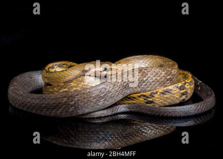 Coelognathus flavolineatus, the black copper rat snake or yellow striped snake, is a species of Colubrid snake found in Southeast Asia. isolated on bl Stock Photo