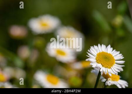 Close up of Mexican daisies with white petals and yellow centres, growing in a rockery. The flowers attract bees and butterflies. Stock Photo