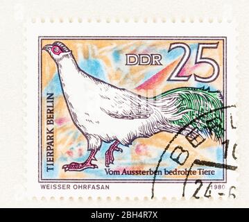 SEATTLE WASHINGTON - April 22, 2020:  1980 East German used postage stamp featuring endangered bird, White-eared Pheasant, of Berlin Zoo. Scott # 926 Stock Photo