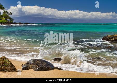 Large green sea turtle resting on the sandy beach on Maui. Stock Photo