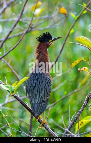 Green heron perching on branch Stock Photo