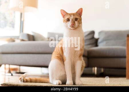 Cat sitting on rug by sofa Stock Photo