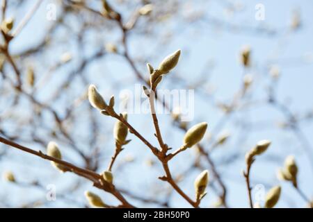 Branches with magnolia buds against sky Stock Photo