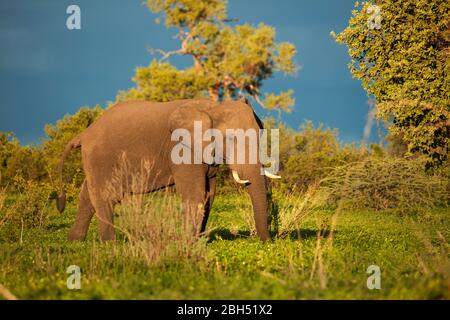 African Elephant (Loxodonta africana), Savuti Region, Chobe National Park, Botswana, Africa Stock Photo