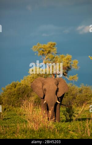 African Elephant (Loxodonta africana), Savuti Region, Chobe National Park, Botswana, Africa Stock Photo